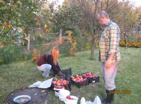 Zbiór jabłek na działce